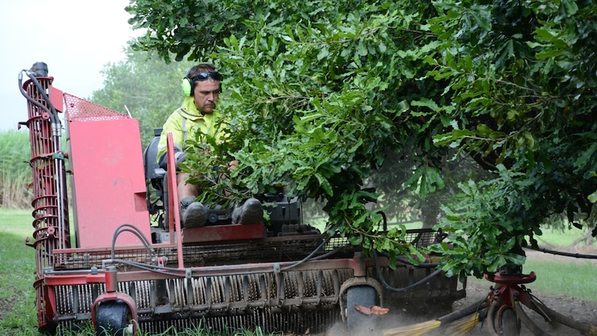 Macadamia harvesting machine in action at Gray Plantations