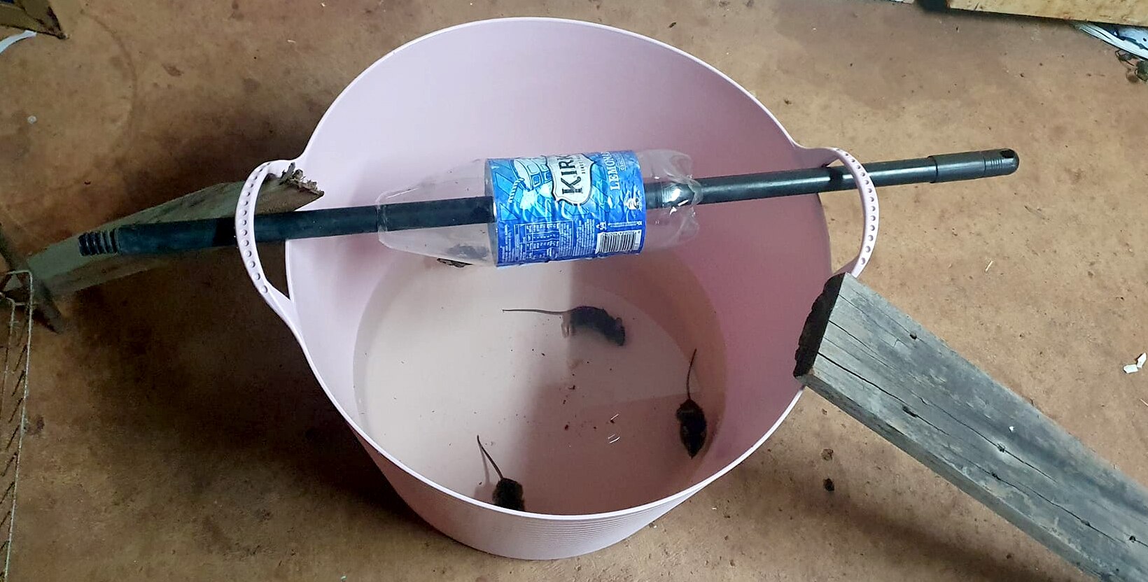 Mouse population explodes in Queensland's North thanks to