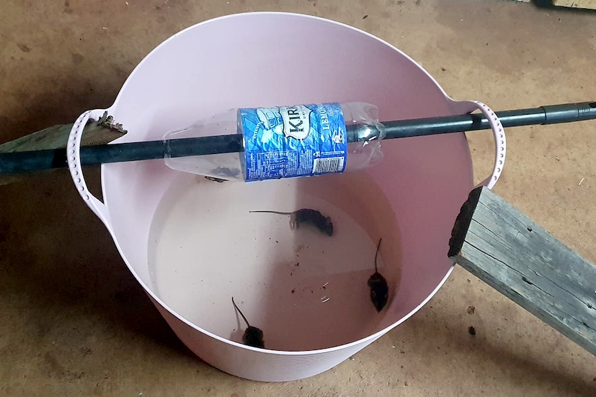 Mice drowned in water in a plastic tub.