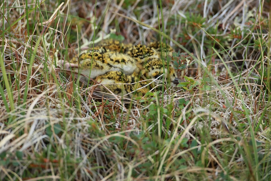 Pacific Golden Plover chicks