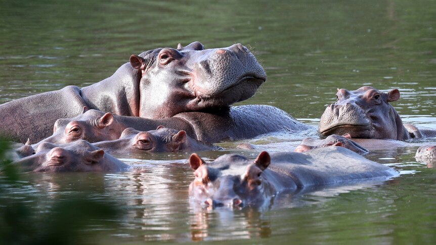 A group of hippos in a body of water