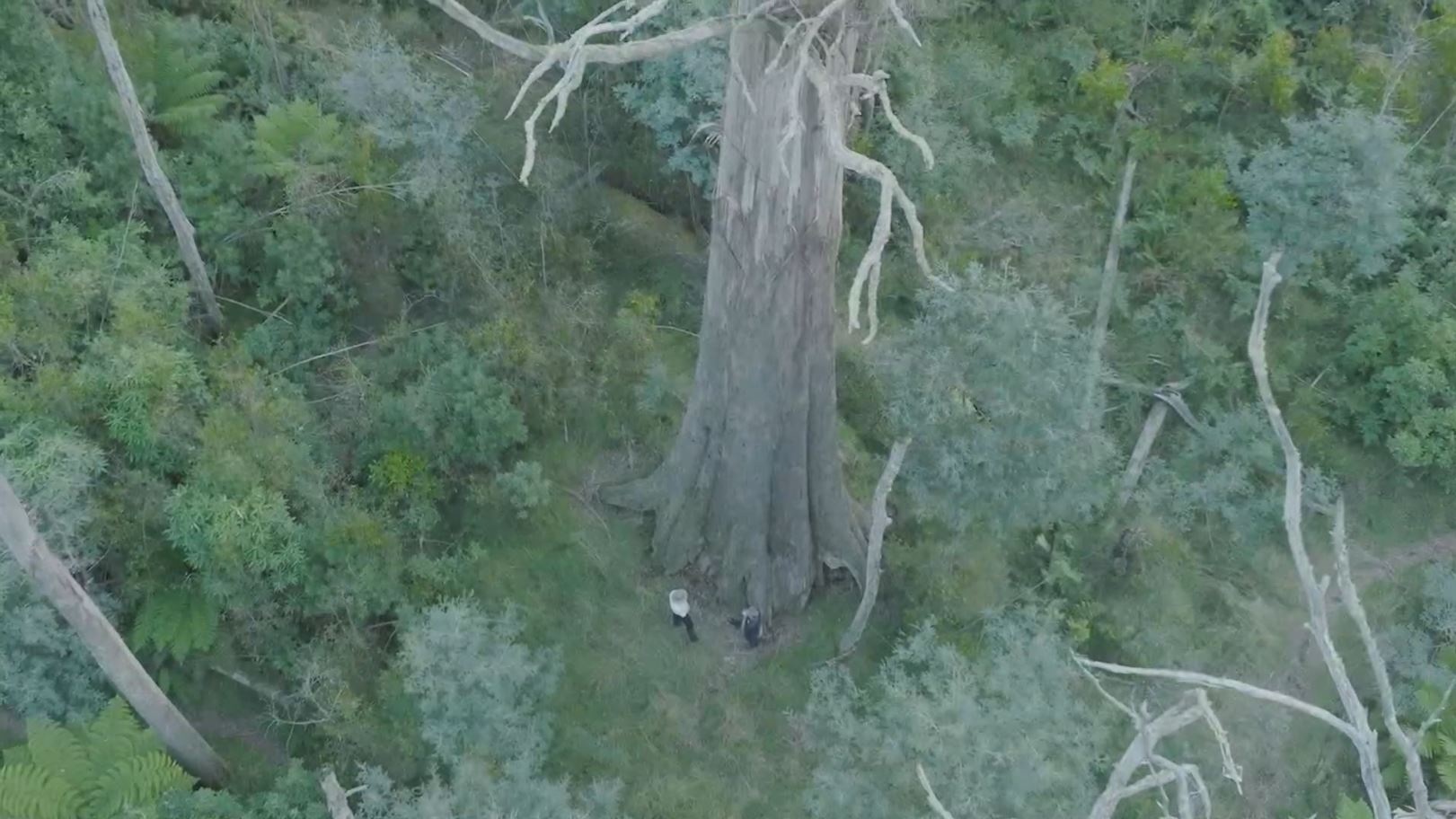 The elephant tree - ABC News