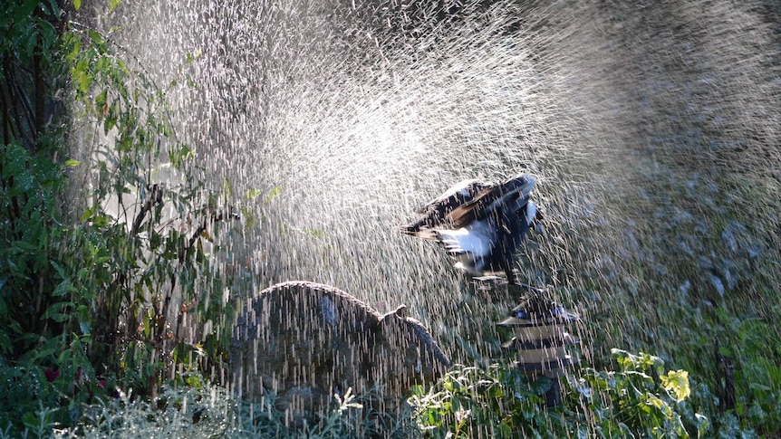 A magpie cools off under a sprinkler.