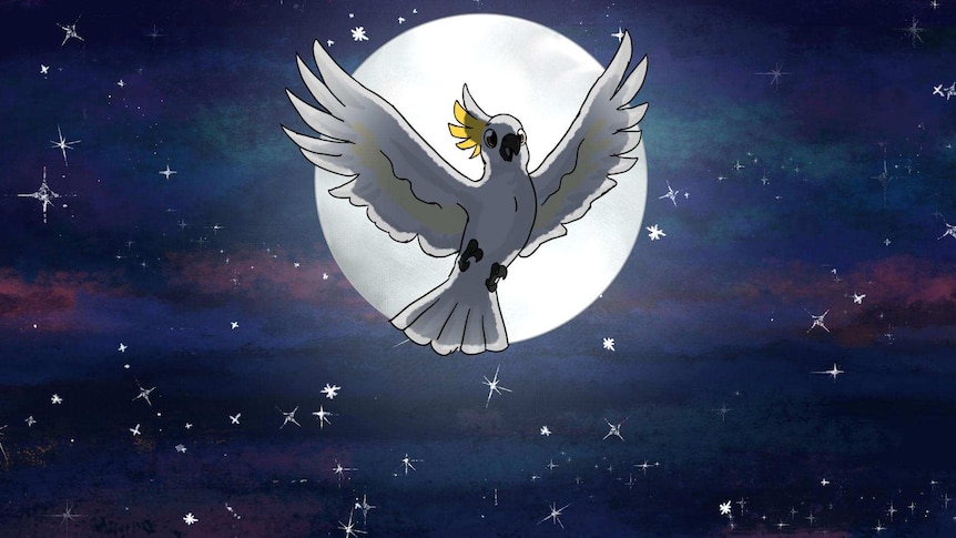 A white cockatoo flying in the night sky