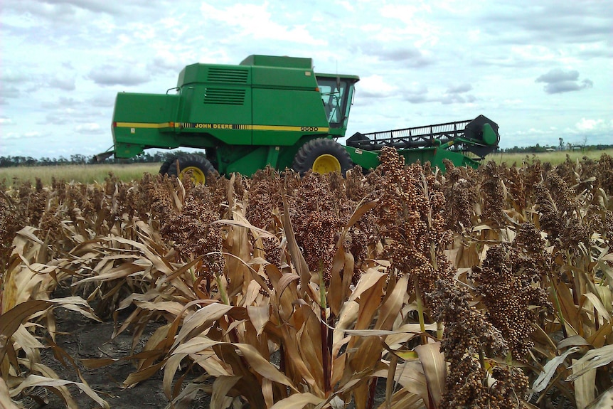 A header at work on a sorghum crop.