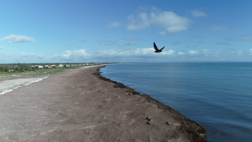 A bird flies over a large aggregation of sea grass at Port Geographe, near Busselton.