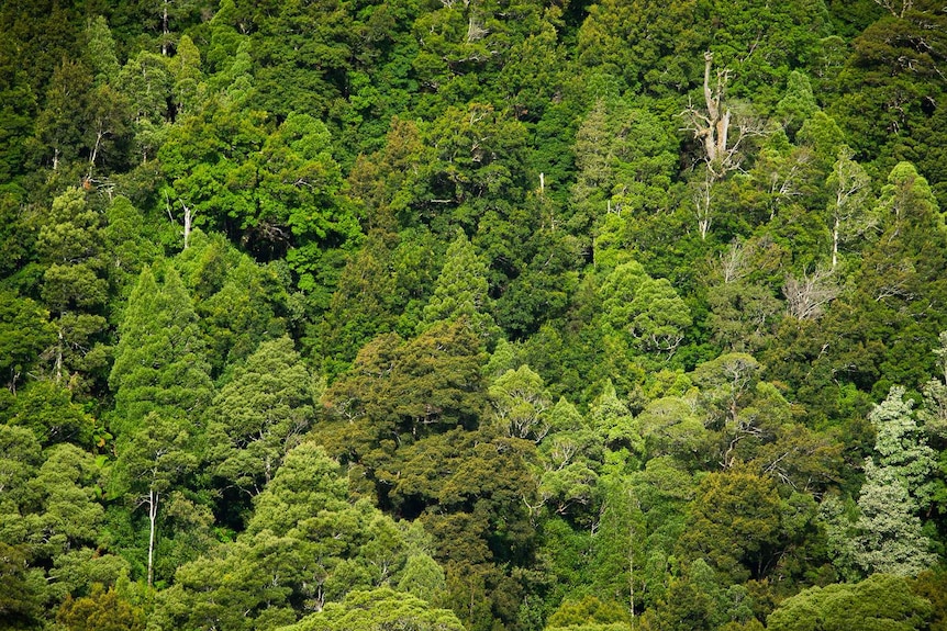 Densely clustered rainforest trees display many hues of green.