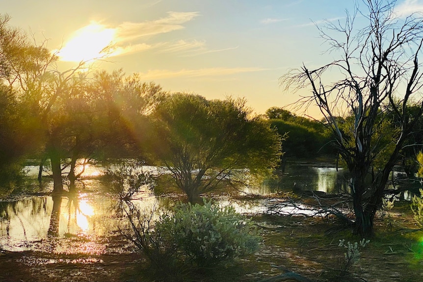 The sun shines across water laying in a pastoral paddock. 