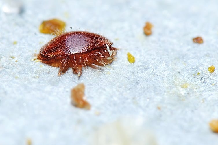 extreme close up of a insect bug 