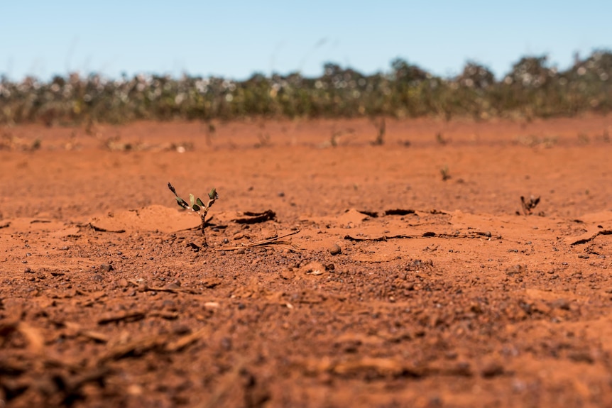 A crop of cotton is in the background of dry red soil in the Northern Territory. 