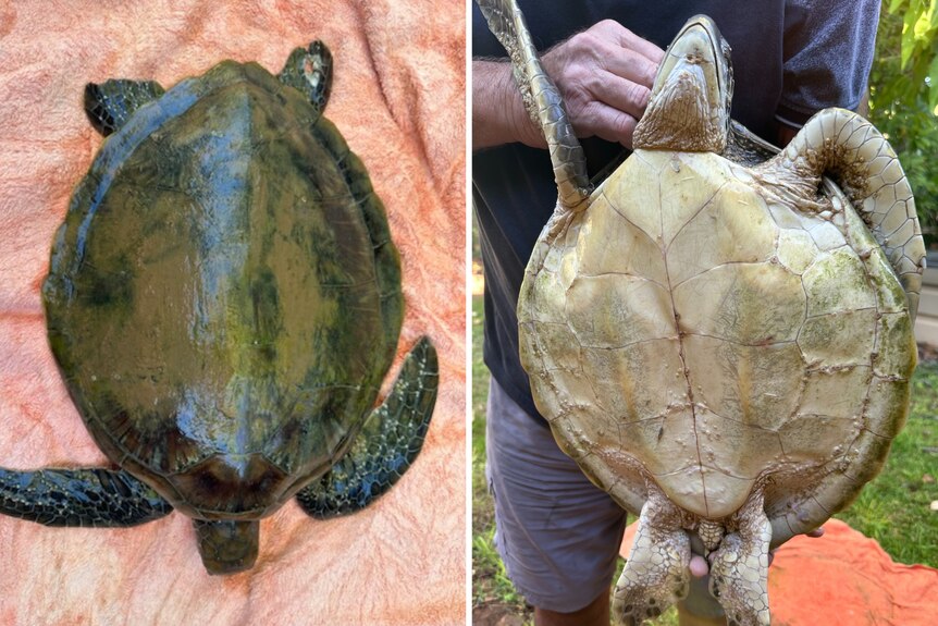 A shot of a turtle from above and below.