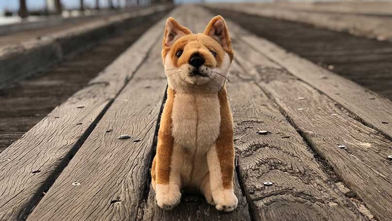 Dingo stuffed toy sitting on a pier at Kingfisher Bay.