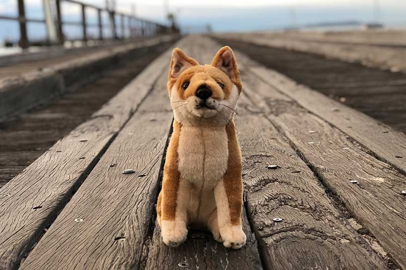 Dingo stuffed toy sitting on a pier at Kingfisher Bay.