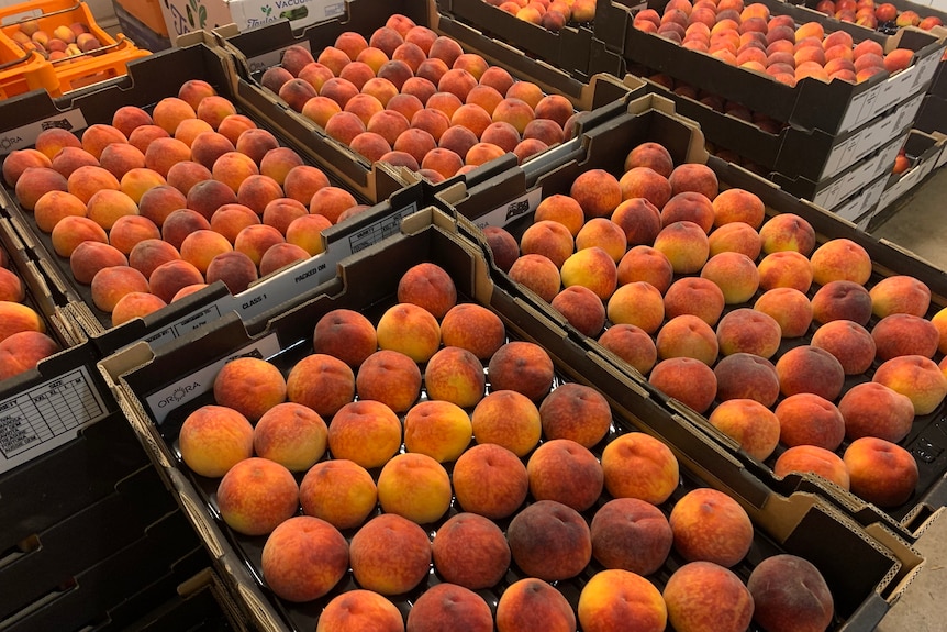 Trays of peaches in chill room.
