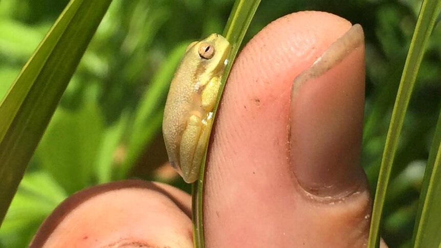 Close up of a baby dainty tree frog sitting on a leaf being held between two human fingers.