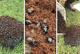 Three photos of dung beetles at work burying cow dung.