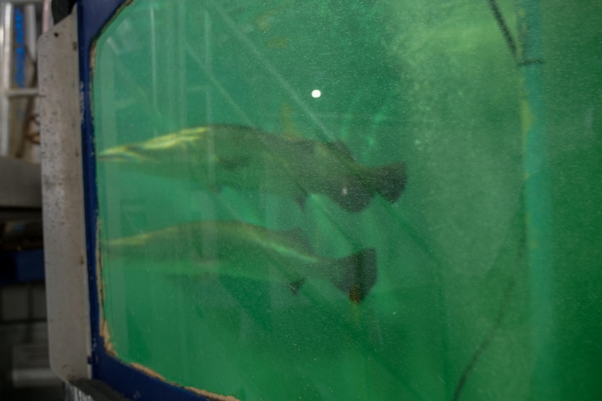 Two fish in a large tank.