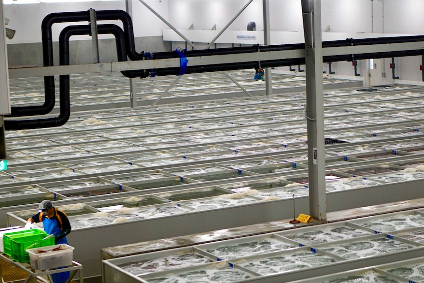 A huge warehouse filled with tanks of lobster, a man sorts something in plastic crates off to one side.