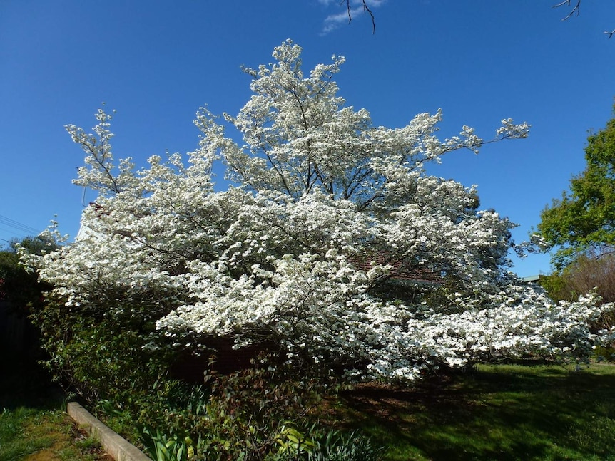 A protected flowering dogwood tree (Cornus florida) in Braddon, ACT.