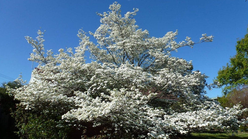 A protected flowering dogwood tree (Cornus florida) in Braddon, ACT.