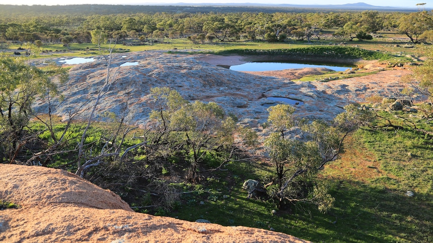 A watering hole surrounded by green grass and trees. 