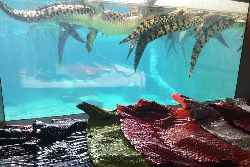 Different coloured crocodile skins lying in front of a tank of crocodiles.