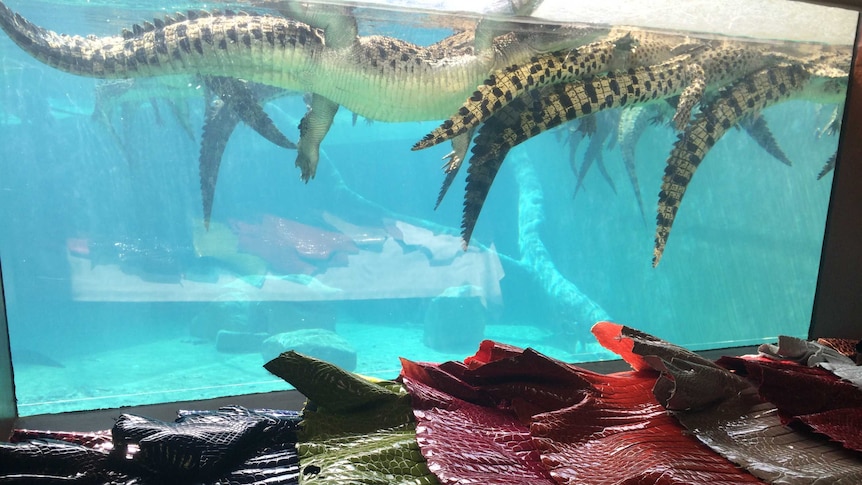 Treated crocodile skins in various colours sit in front of a window into a pool with a group of crocodiles swimming in it.