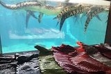 Treated crocodile skins in various colours sit in front of a window into a pool with a group of crocodiles swimming in it.