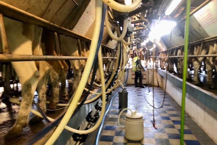 The cows being milked in the bales.