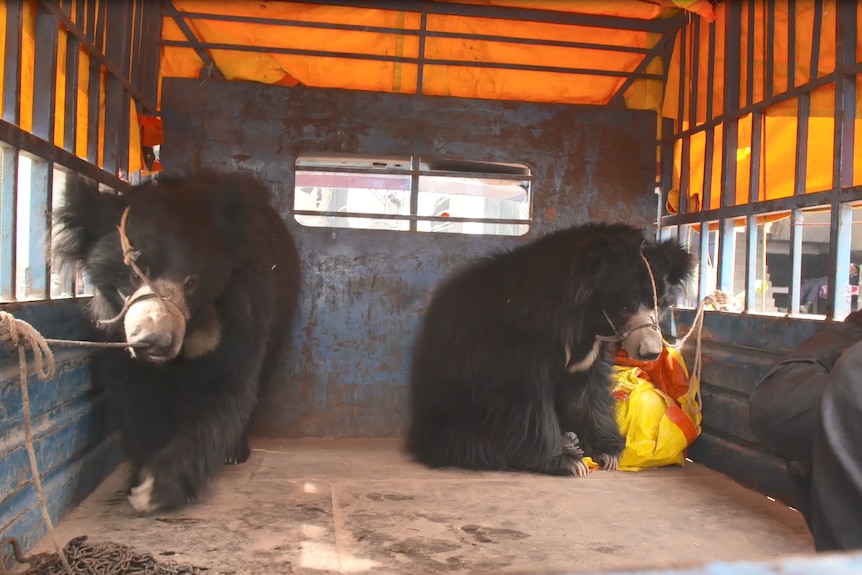 Two sloth bears being transported after rescue in Nepal