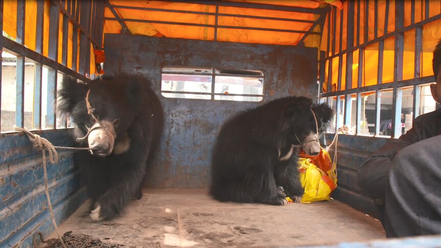 Two sloth bears being transported after rescue in Nepal