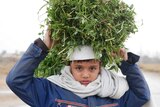 An Afghan boy carries produce on his head.
