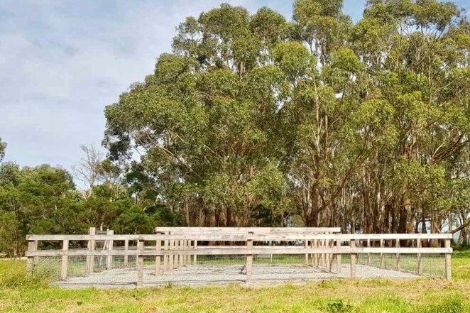 Timber yards under gum trees, horse pens.