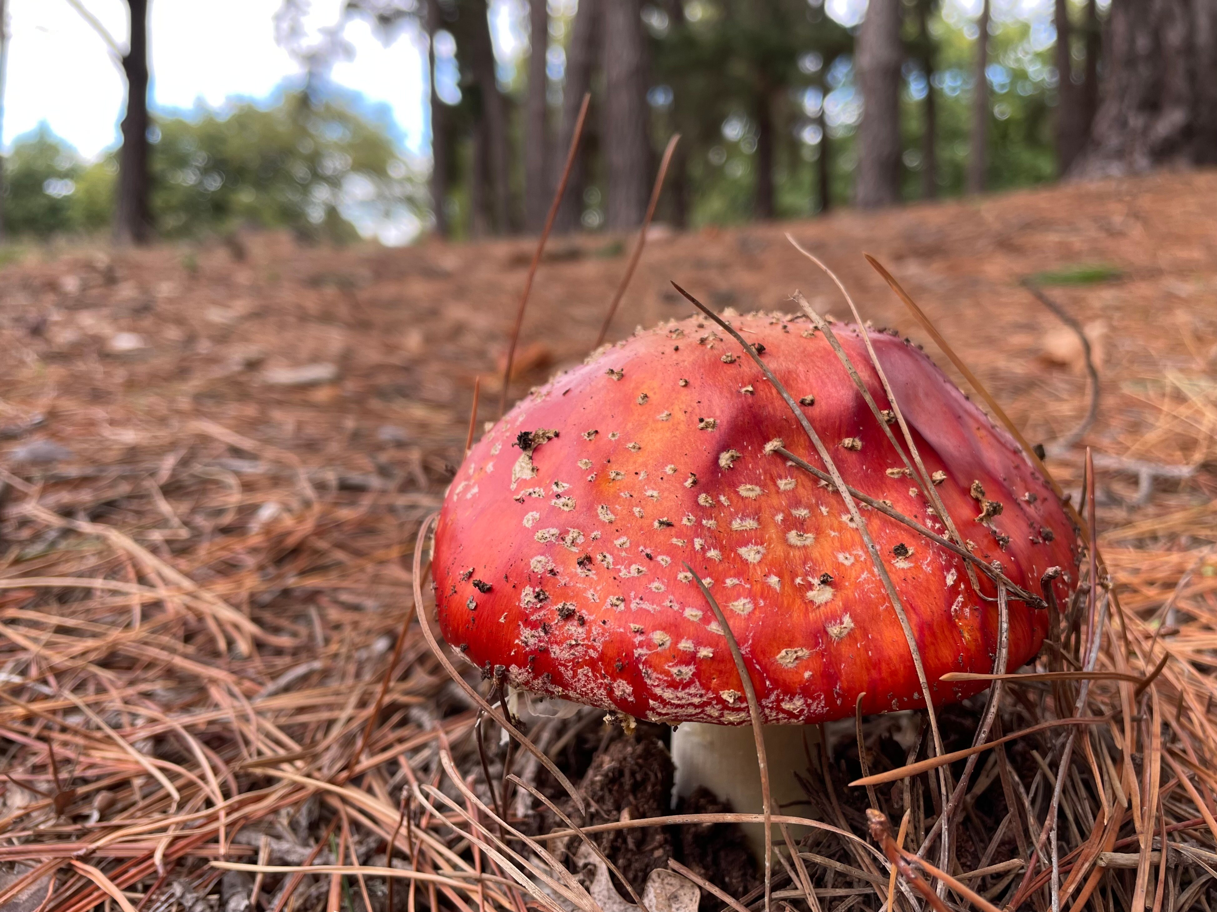 red mushroom in a forest