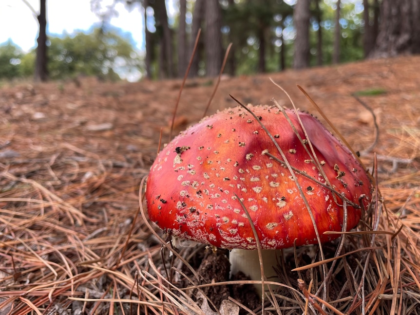 red mushroon in a forest