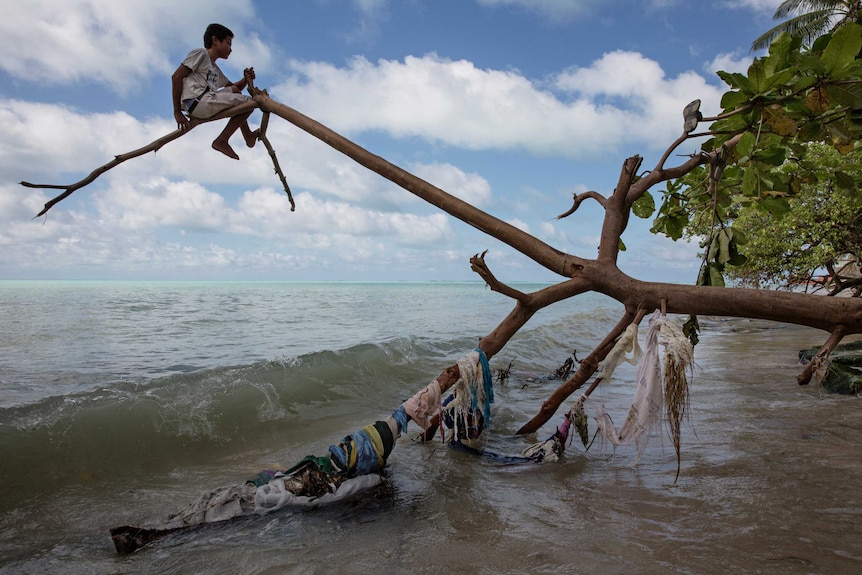 A young boy sitting on a tree branch in Kiribati