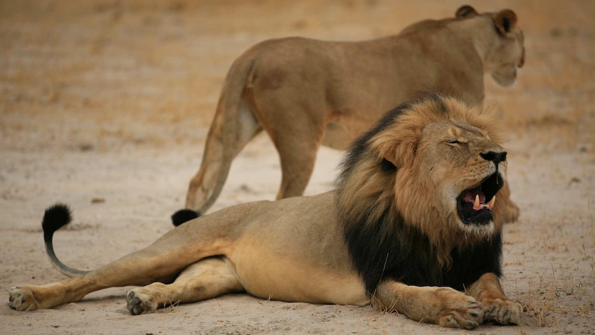 Cecil the lion in Zimbabwe