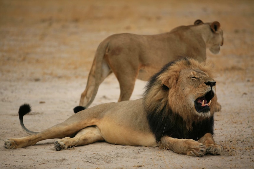 Cecil the lion in Zimbabwe