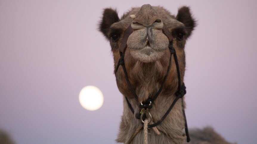 A close-up shot of a camel's head in front of a pink sky.