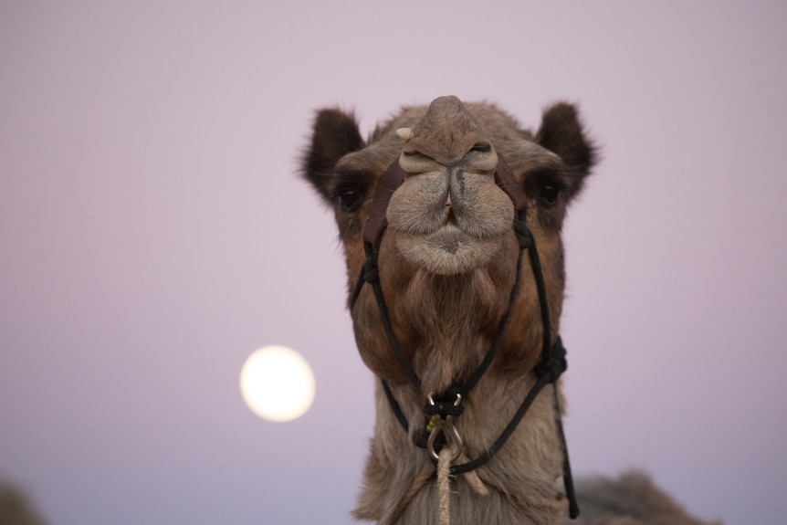 A close-up shot of a camel's head in front of a pink sky.