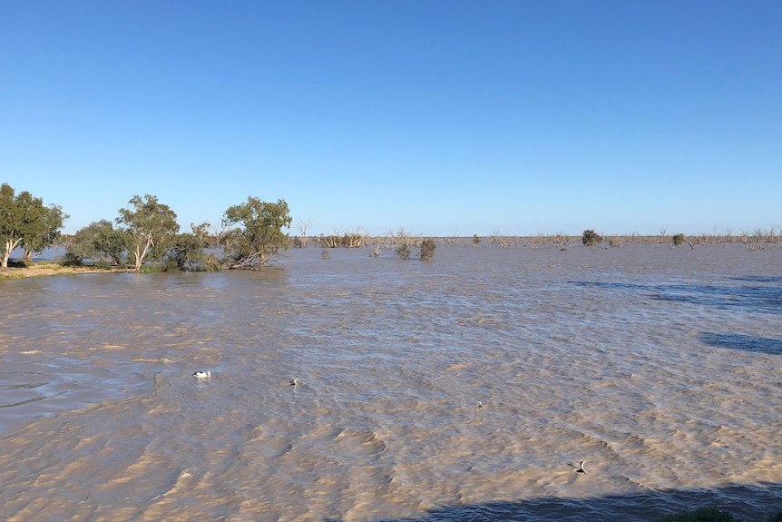 A lake fills with grey/brown-coloured water.