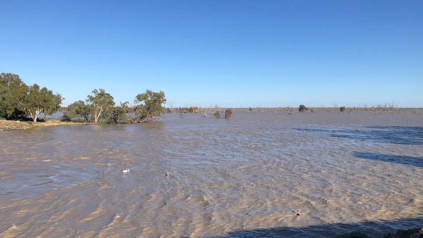 Floodwater reaches Menindee Lakes for the first time in five years - ABC News
