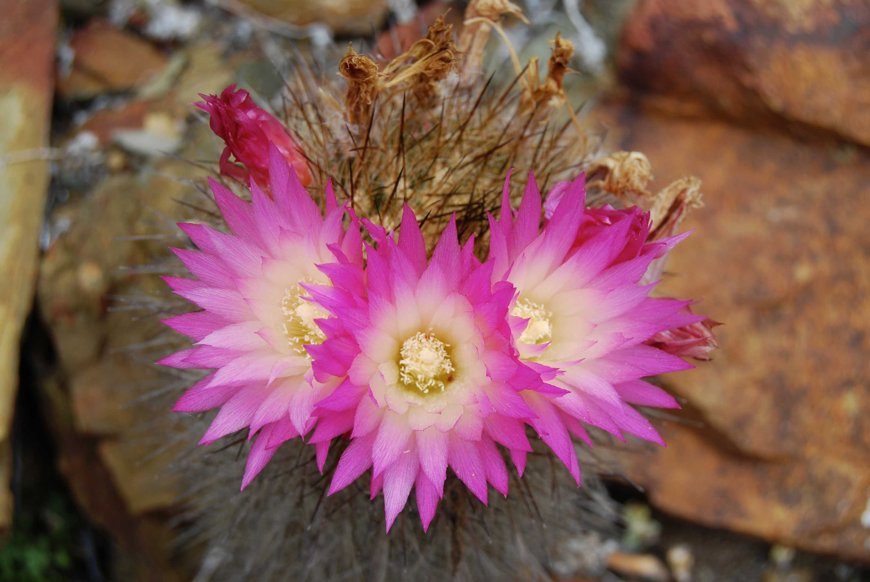 Almost a third of cactuses at risk of extinction - ABC News