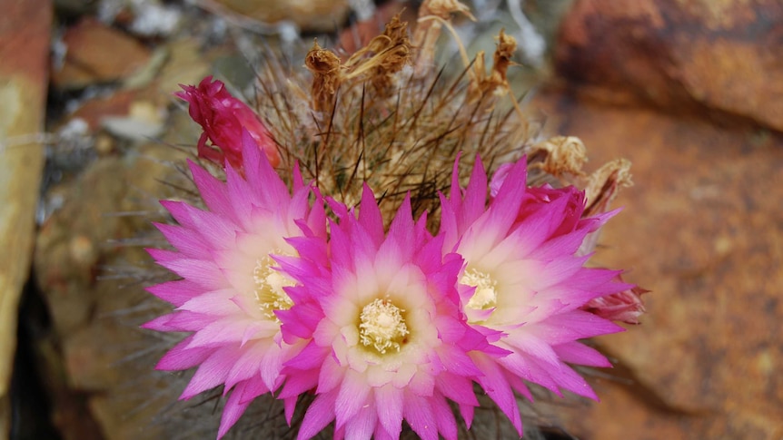 An endangered species of cactus Eriosyce chilensis