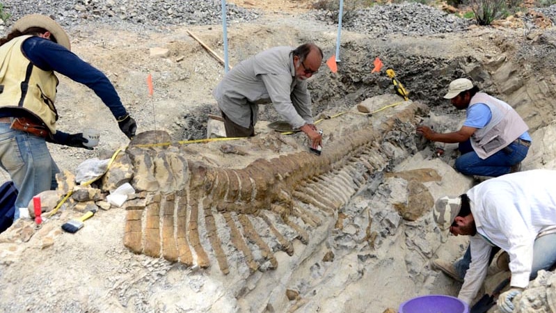 Paleontologist work at a dig site in northern Mexico where they uncovered 50 vertebrae.
