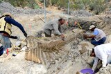 Dinosaur vertebrae uncovered in northern Mexico