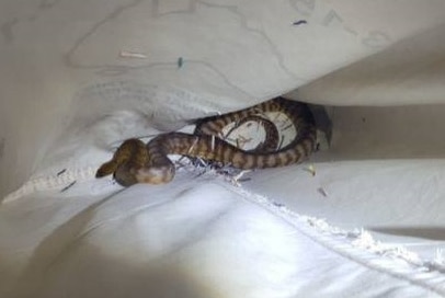 Staff at a Lake Macquarie post office discovered three snakes inside a parcel.