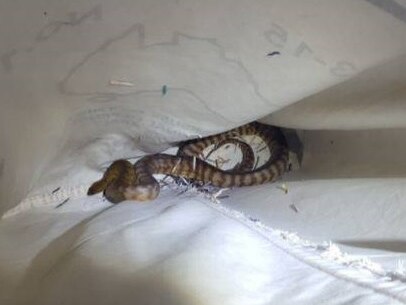 Staff at a Lake Macquarie post office discovered three snakes inside a parcel.