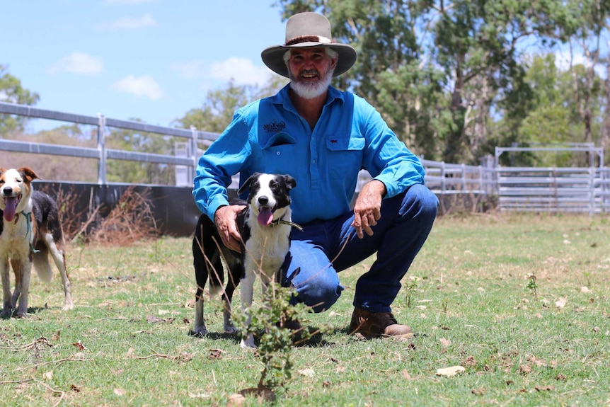 a farmer with his cattle dogs