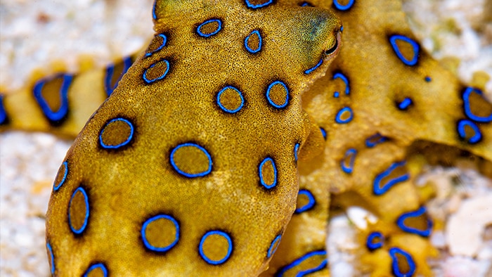 Heel Ik wil niet Noord A blue-ringed octopus bite is rare but potentially deadly. Here's what you  need to know - ABC News